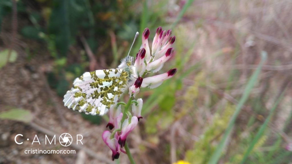 Anthocharis cardamines